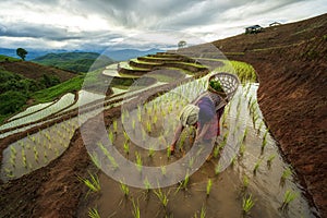 Farmers grow rice in the rainy season. Farmers farming on rice terraces. Tribal woman, farmer, with paddy rice terraces