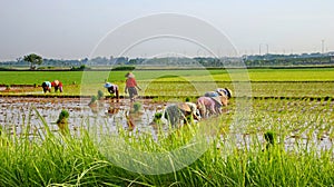 Farmers grow rice in the rainy season. They were soaked with water