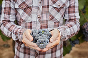 Farmers hand with blue grapes