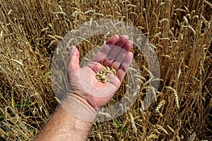 Farmers hand checking the maturity of grain