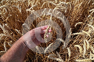 Farmers hand checking the maturity of grain