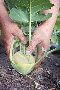 Agricoltori mano raccolto verdure 