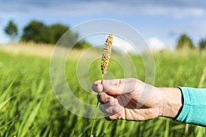 Farmers hand holding bloomy flowers spica