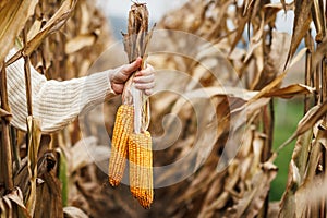 Farmers hand holding maize in agricultural corn field
