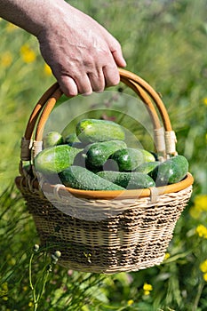 Farmers hand holds wicker basket with freshness picked organic farm-grown cucumbers on background of summer green grass in field