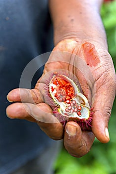 Farmers hand presenting a lipstick fruit cut in half displaying