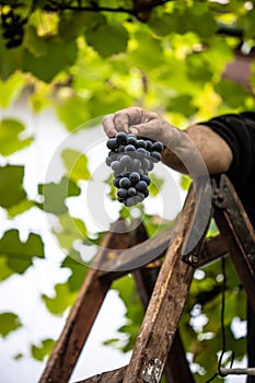 Farmers hand showing freshly picked purple grape.