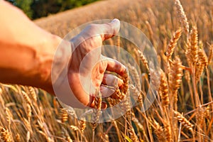 Farmers hand touches the ear of wheat at sunset. The agriculturist inspects a field of ripe wheat. farmer on wheat field