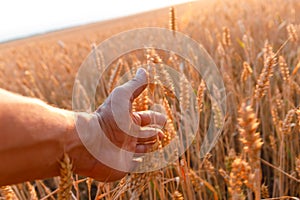 Farmers hand touches the ear of wheat at sunset. The agriculturist inspects a field of ripe wheat. farmer on wheat field