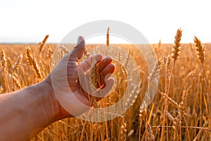 Farmers hand touches the ear of wheat at sunset. The agriculturist inspects a field of ripe wheat. farmer on wheat field