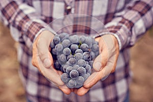 Farmers hands with blue grapes