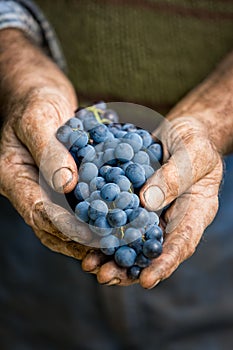 Farmers hands with cluster of grapes