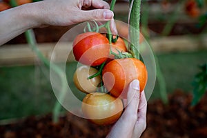 Farmers hands with fresh harvested tomatoes