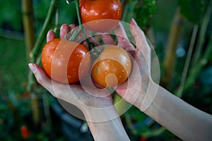 Farmers hands with fresh harvested tomatoes