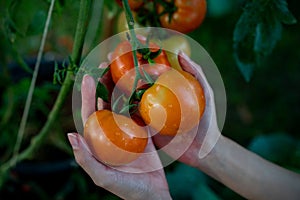 Farmers hands with fresh harvested tomatoes