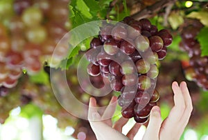 Farmers' hands with freshly harvested Flame Seedless grapes.