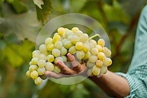 Farmers hands with freshly harvested grapes