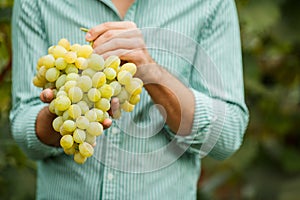 Farmers hands with freshly harvested grapes