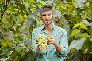 Farmers hands with freshly harvested grapes