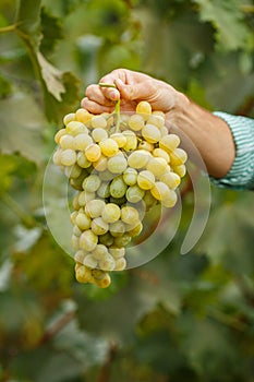 Farmers hands with freshly harvested grapes