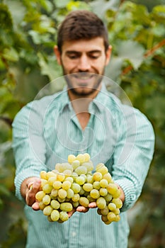 Farmers hands with freshly harvested grapes