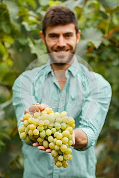 Farmers hands with freshly harvested grapes