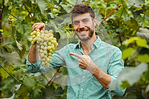 Farmers hands with freshly harvested grapes