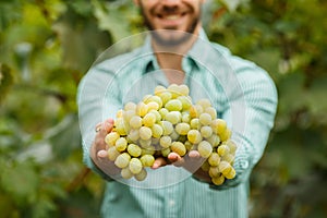 Farmers hands with freshly harvested grapes