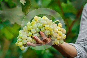 Farmers hands with freshly harvested grapes