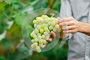 Farmers hands with freshly harvested grapes