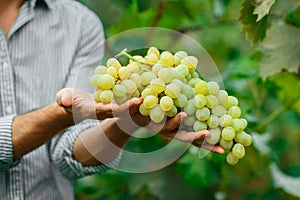 Farmers hands with freshly harvested grapes