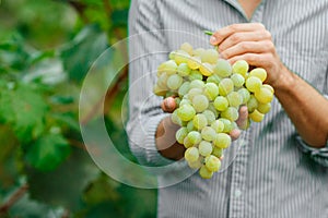 Farmers hands with freshly harvested grapes