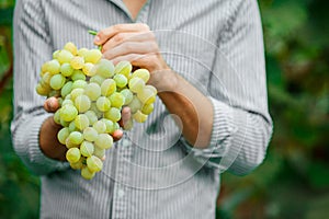 Farmers hands with freshly harvested grapes