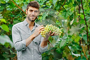 Farmers hands with freshly harvested grapes