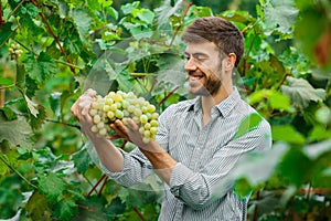 Farmers hands with freshly harvested grapes