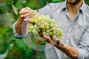 Farmers hands with freshly harvested grapes