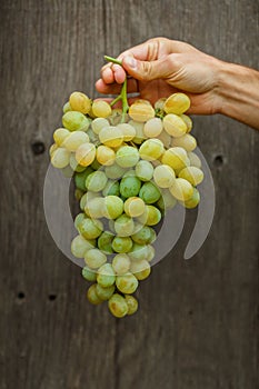 Farmers hands with freshly harvested grapes