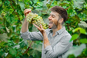 Farmers hands with freshly harvested grapes