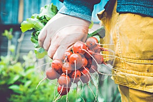 Farmers hands with freshly harvested radish