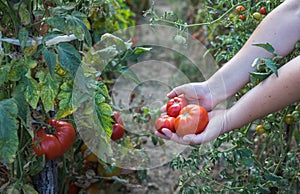 Farmers hands with freshly harvested tomatoes. Freshly harvested