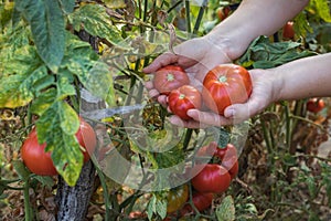 Farmers hands with freshly harvested tomatoes. Freshly harvested