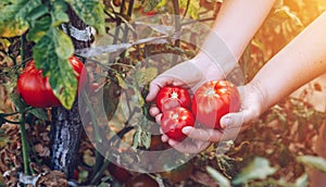 Farmers hands with freshly harvested tomatoes. Freshly harvested