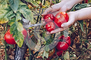 Farmers hands with freshly harvested tomatoes. Freshly harvested