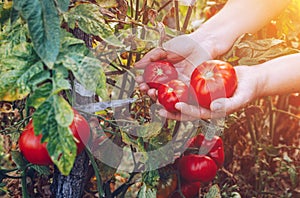 Farmers hands with freshly harvested tomatoes. Freshly harvested