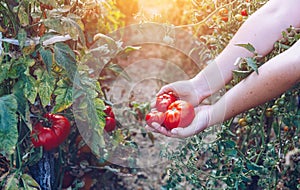 Farmers hands with freshly harvested tomatoes. Freshly harvested tomatoes in hands. Young girl hand holding organic green natural