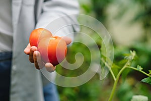 Farmers hands with freshly harvested tomatoes. Freshly harvested tomatoes in hands. Young girl hand holding organic green natural