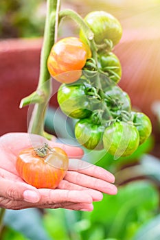 Farmers hands with freshly harvested tomatoes with tomatoes tree background.