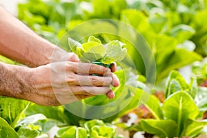 Farmers hands with freshly harvested vegetables, Organic vegetables