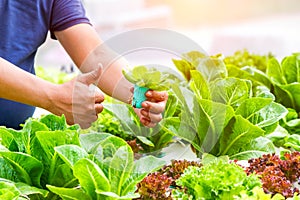 Farmers hands with freshly harvested vegetables, Organic vegetables