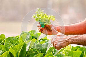 Farmers hands with freshly harvested vegetables, Organic vegetables